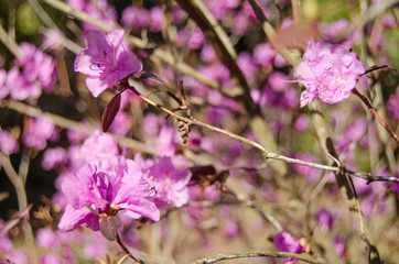 Rhododendron blossom in spring in the park. Flowers close-up. Pink rhododendron flowers. City park in the spring.