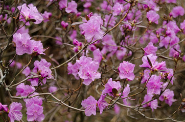 Rhododendron blossom in spring in the park. Flowers close-up. Pink rhododendron flowers. City park in the spring.