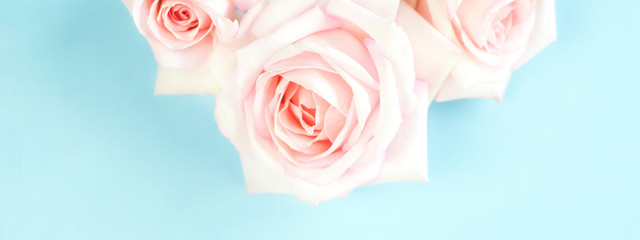 Fototapeta na wymiar Pale pink roses on a light blue background.