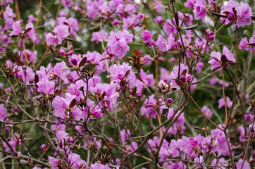 Rhododendron blossom in spring in the park. Flowers close-up. Pink rhododendron flowers. City park in the spring.