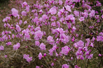 Rhododendron blossom in spring in the park. Flowers close-up. Pink rhododendron flowers. City park in the spring.