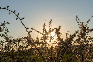 Blooming blackthorn in the sunset