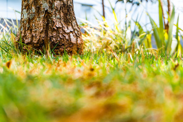 Grass with a tree