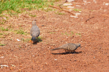 The zebra dove also known as barred ground dove, is a bird of the dove family, Columbidae, native to Southeast Asia.