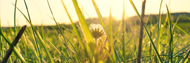 Green grass with sunset in the background