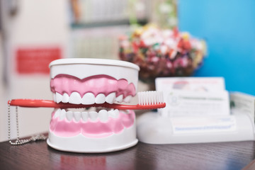 Dental jaw with snow-white teeth and a clamped toothbrush