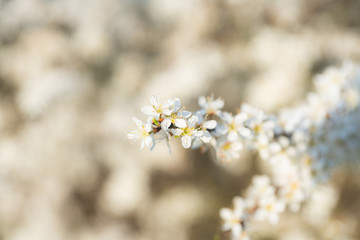 Blooming blackthorn