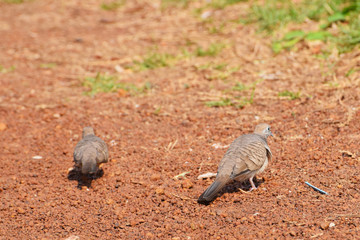 The zebra dove also known as barred ground dove, is a bird of the dove family, Columbidae, native to Southeast Asia.