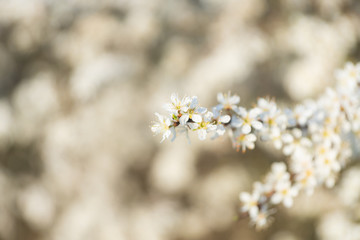 Blooming blackthorn