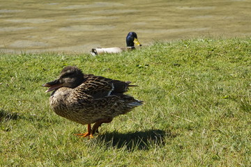 Sehr schöne Enten und Wasservögel an einem bayerischen Alpensee im Sonnenlicht