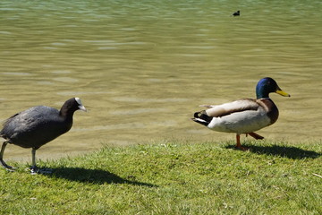 Sehr schöne Enten und Wasservögel an einem bayerischen Alpensee im Sonnenlicht