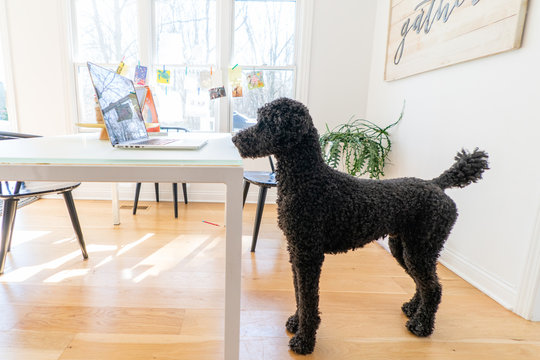 Black standard poodle watching a computer screen at home