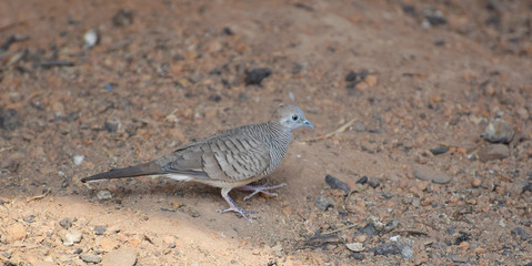 The zebra dove also known as barred ground dove, is a bird of the dove family, Columbidae, native to Southeast Asia.