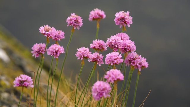 Pink flowers on coastal rock