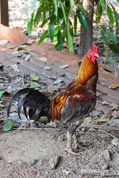 Gray rooster with red comb, good for breeders