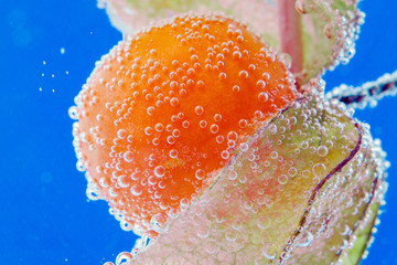 Juicy Physalis berries close-up in water. ripe juicy berries selective focus