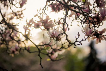 Child, boy in spring park with blooming magnolia trees