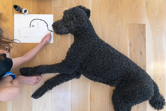 Directly above view of young child drawing a portrait of her black poodle laying down next to her