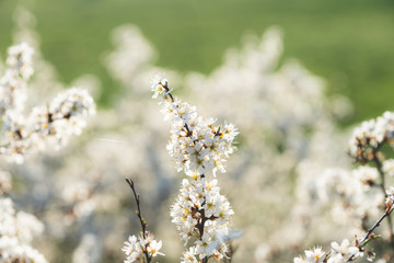 Blooming blackthorn