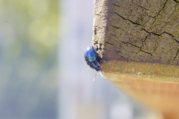 Wunderschöner blauer Käfer der in der Somme schimmert