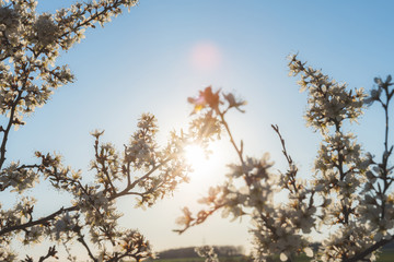 A blooming cherry tree