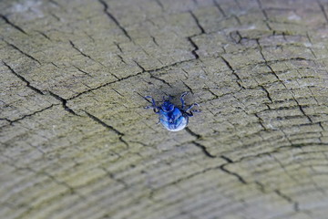 Wunderschöner blauer Käfer der in der Somme schimmert