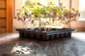 Blurred background with young sprouts in a plastic container on the windowsill, with space for copy