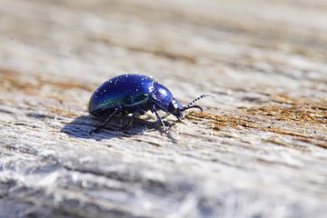 Wunderschöner blauer Käfer der in der Somme schimmert