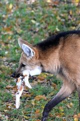 Mähnenwolf mit Kaninchen im Maul