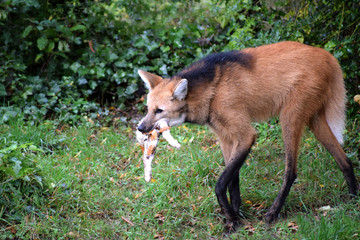 Mähnenwolf mit Kaninchen im Maul
