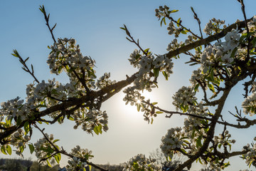 A blooming cherry tree
