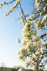 A blooming cherry tree