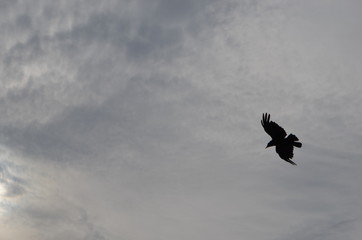 Bird in the sky.