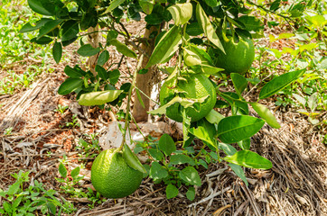 Tangerine On Tree