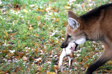 Mähnenwolf mit Kaninchen im Maul