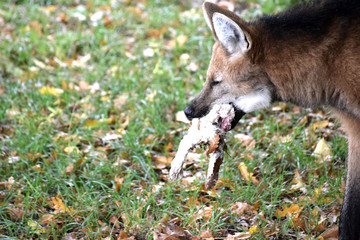 Mähnenwolf mit Kaninchen im Maul