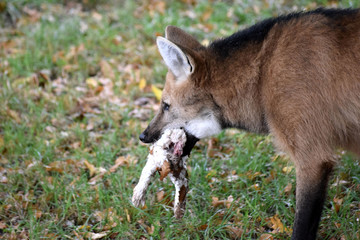 Mähnenwolf mit Kaninchen im Maul