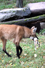 Mähnenwolf mit Kaninchen im Maul