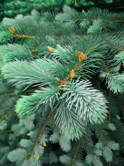 Naklejka na ściany i meble Fir tree close up. Branch with green needles and selective focus