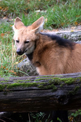 Mähnenwolf kuckt aus seinem Bau