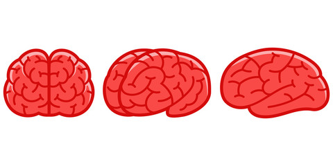 Human brains in cartoon style. Vector illustration isolated on white background.
