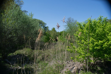 Hier ist ein Stück im Wald zu sehen, mit verschiedenen Fokuspunkten.