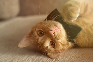Cute ginger cat lying in bed under a blanket. Fluffy pet. Cozy home background with funny pet.