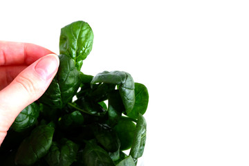 Hand holds spinach on a white background. Beautiful green leaves. Healthy food
