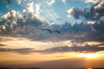seagull flies at sunset