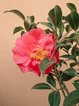 Pink camellia flower