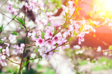 Peach trees with a flowering tree and solar flares. Sunny day. Spring flowers. Beautiful garden. Abstract blurred background. In spring