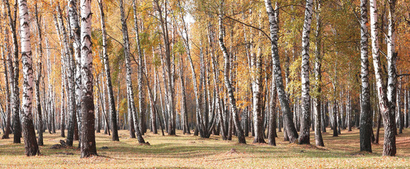 belle scène avec des bouleaux dans la forêt de bouleaux d& 39 automne jaune en octobre parmi d& 39 autres bouleaux dans la forêt de bouleaux