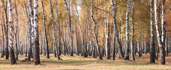 Papier Peint photo Bouleau belle scène avec des bouleaux dans la forêt de bouleaux d& 39 automne jaune en octobre parmi d& 39 autres bouleaux dans la forêt de bouleaux