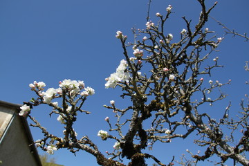 White fresh apple tree bud fertile blossom